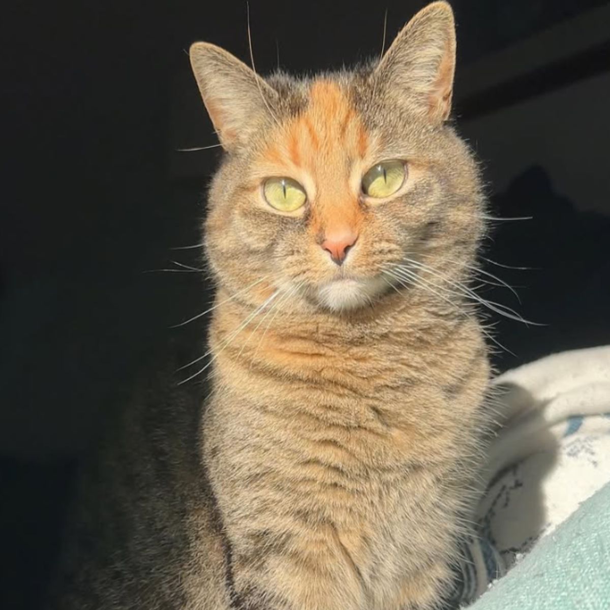 beautiful cat with green eyes