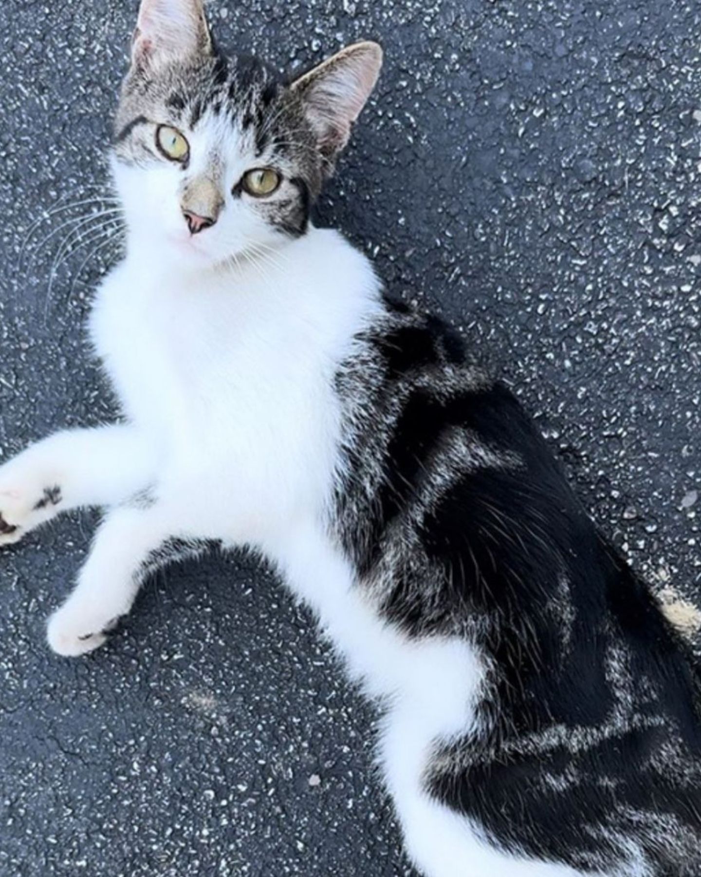 beautiful cat with white
