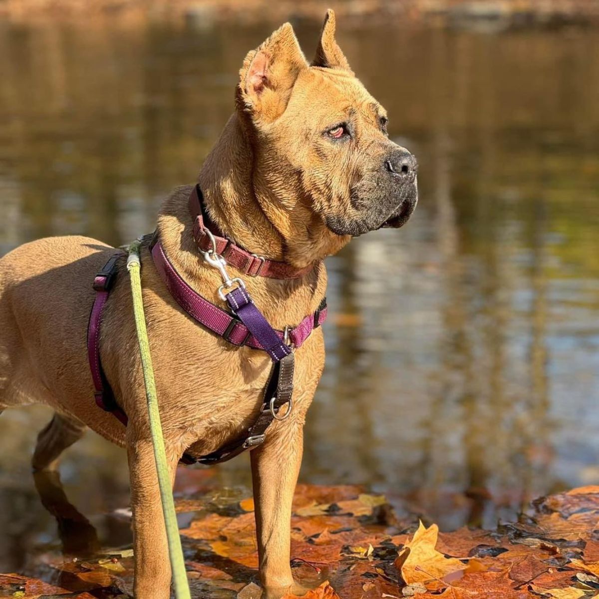 beautiful dog next to a river