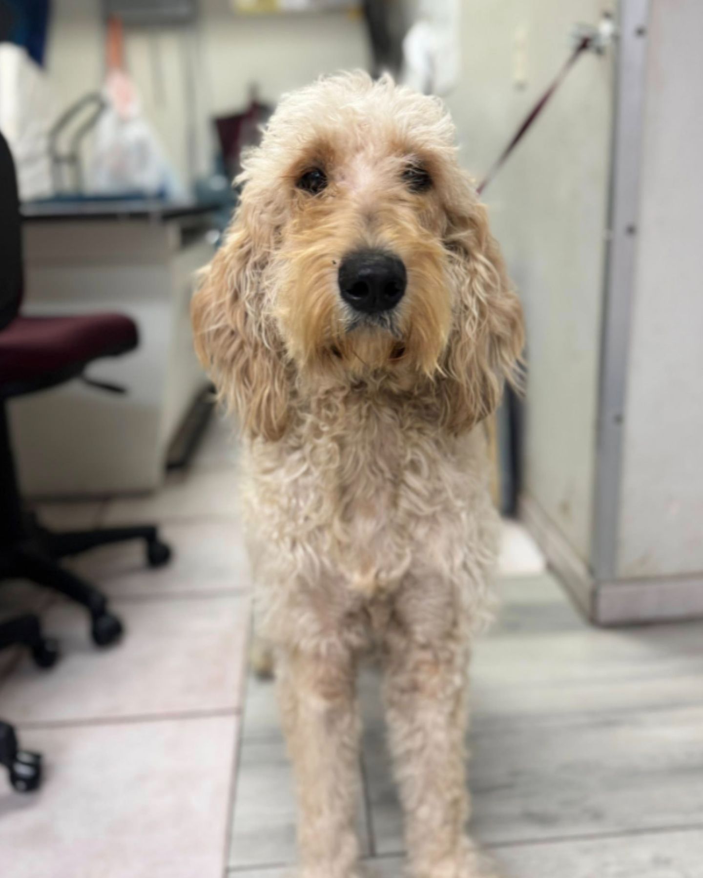 beautiful dog