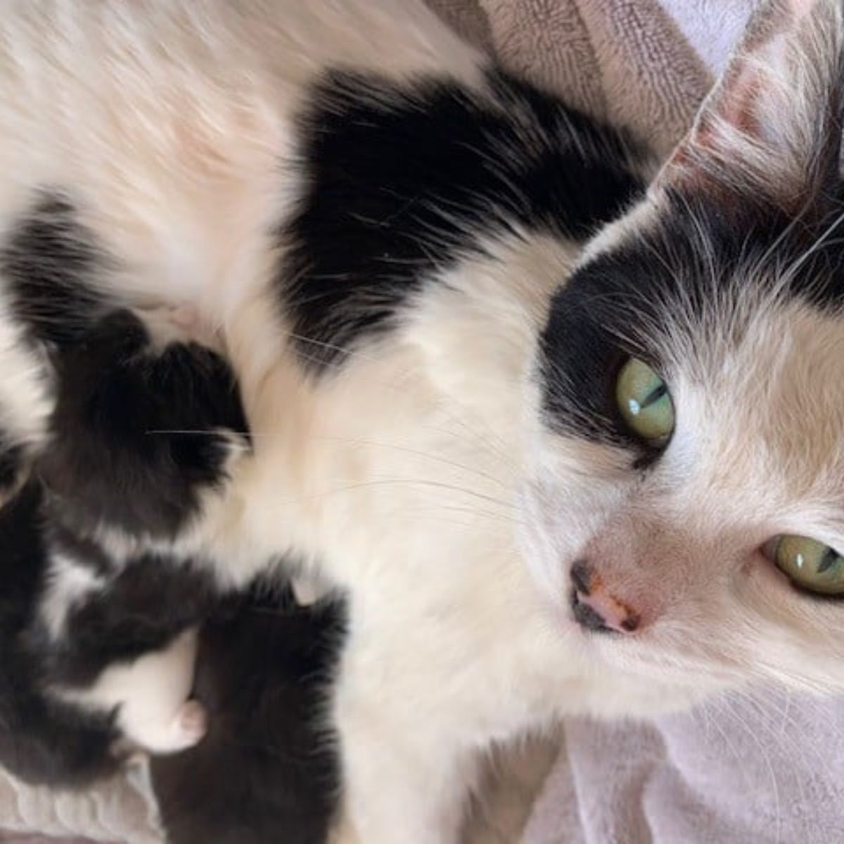 beautiful eyes of the cat's mother