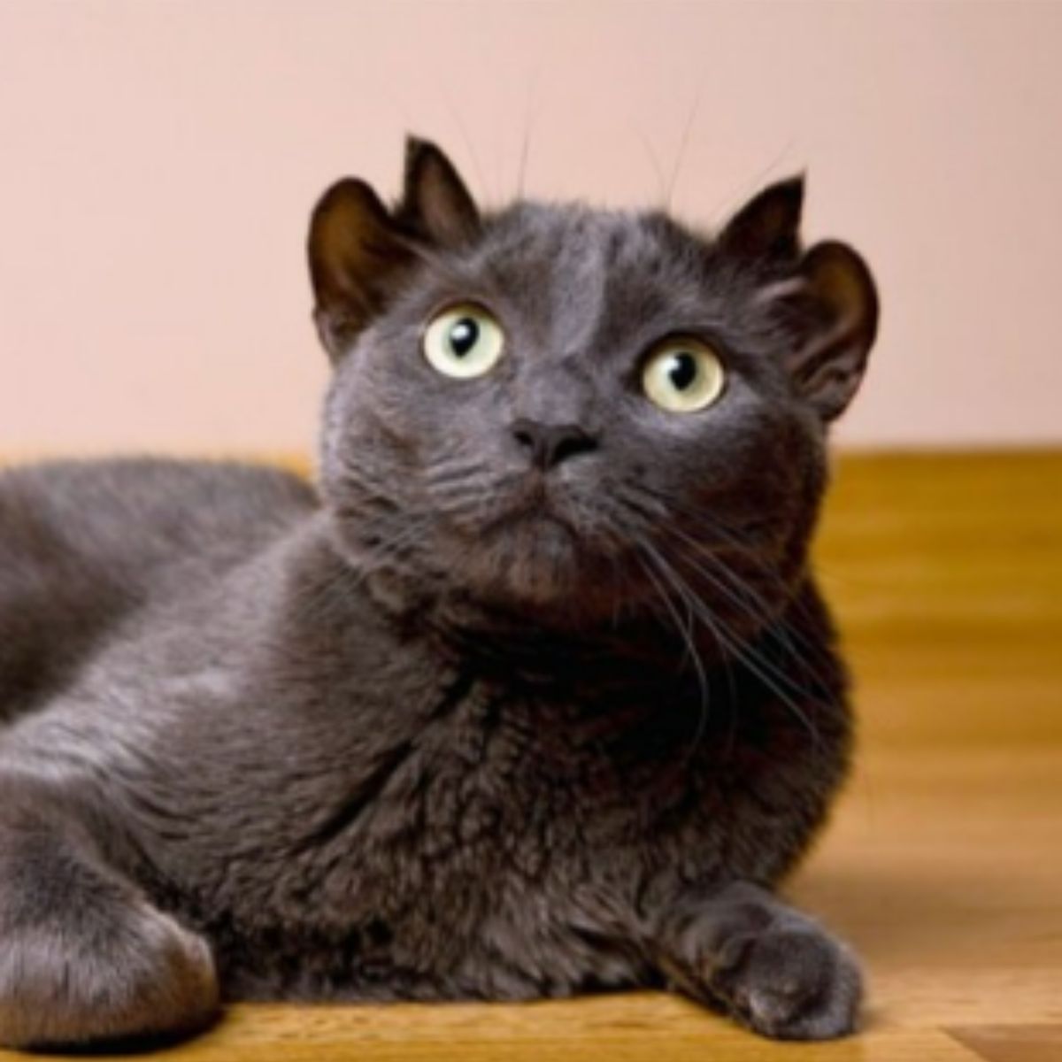 beautiful gray cat with four ears
