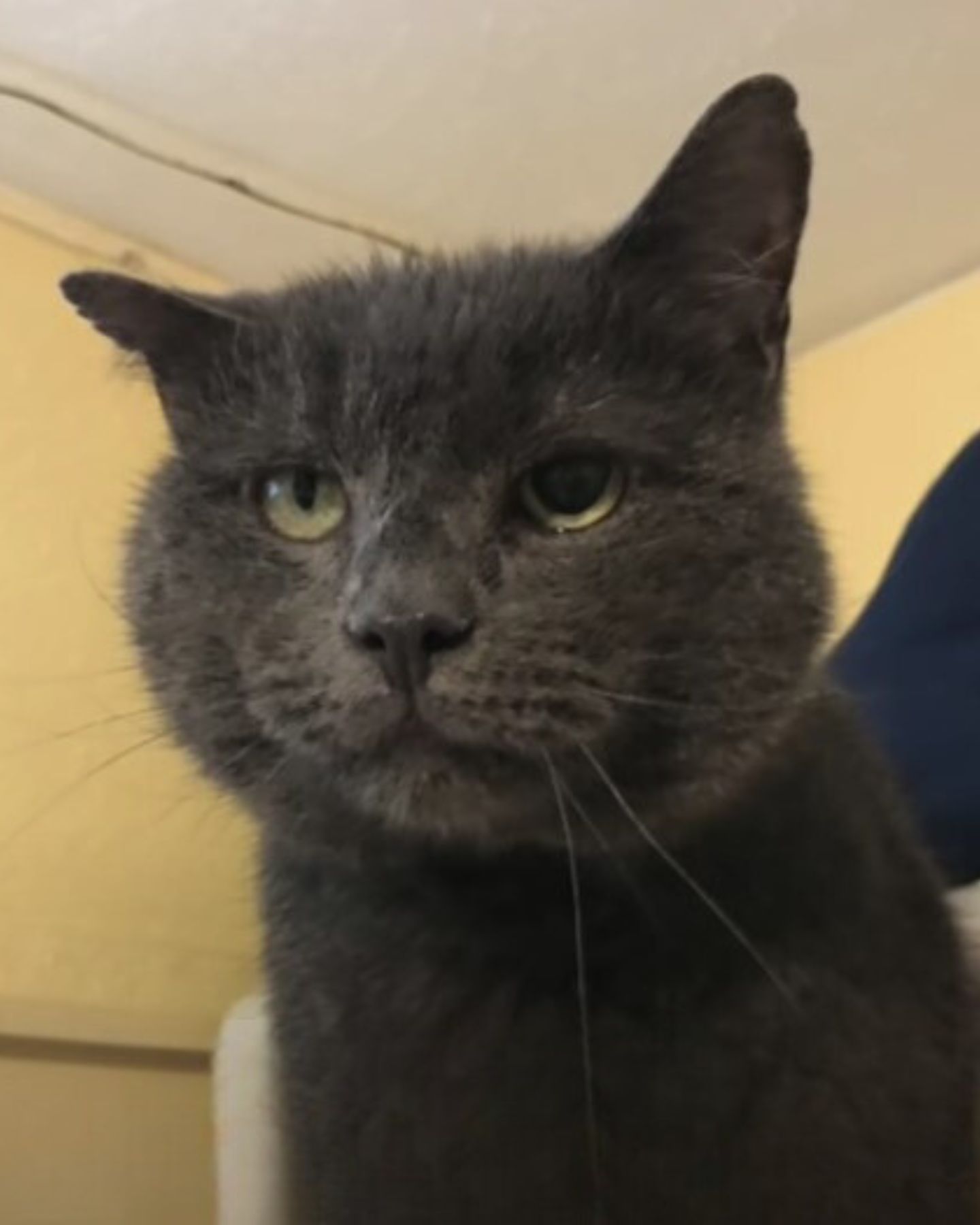 beautiful gray cat