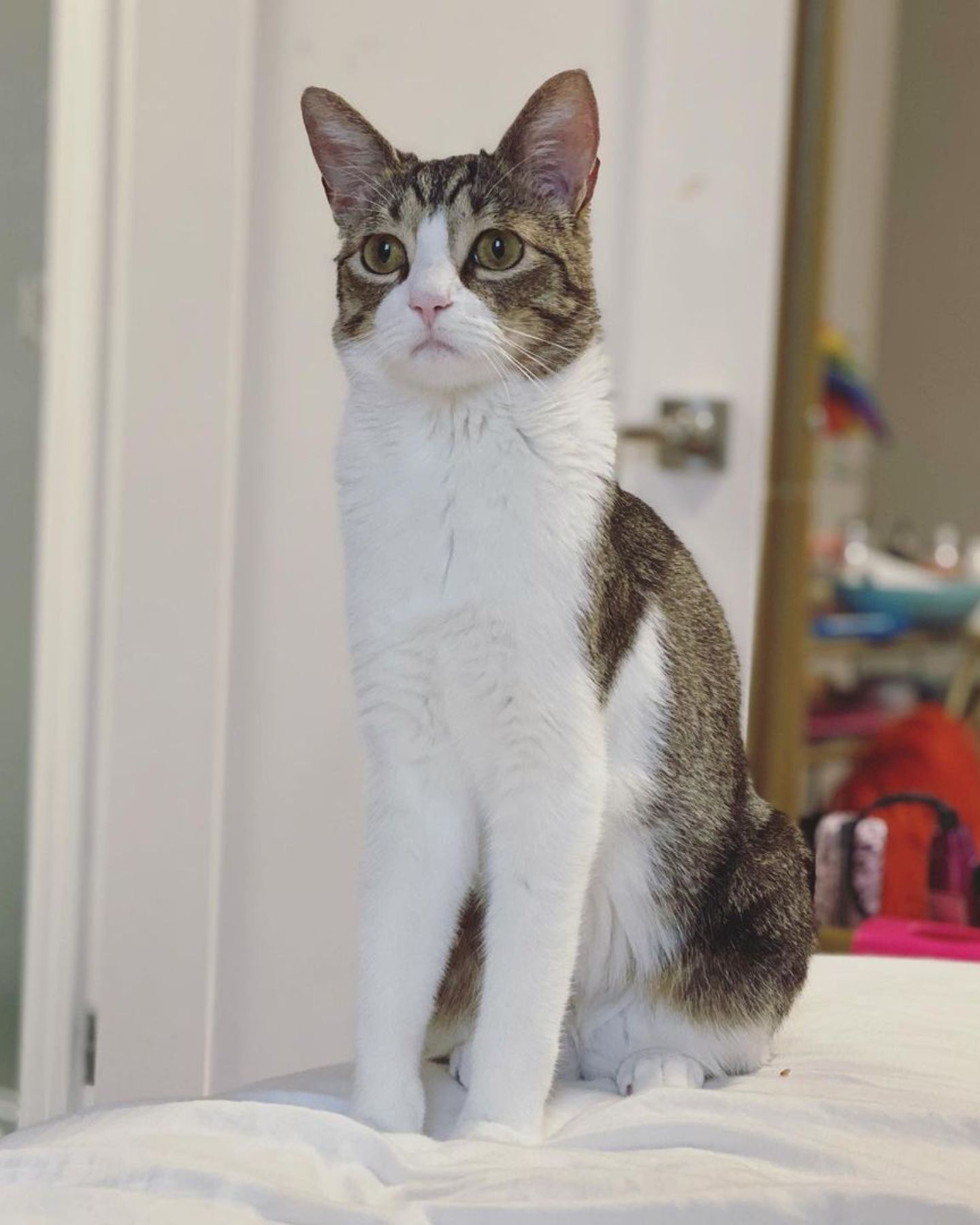 beautiful house cat