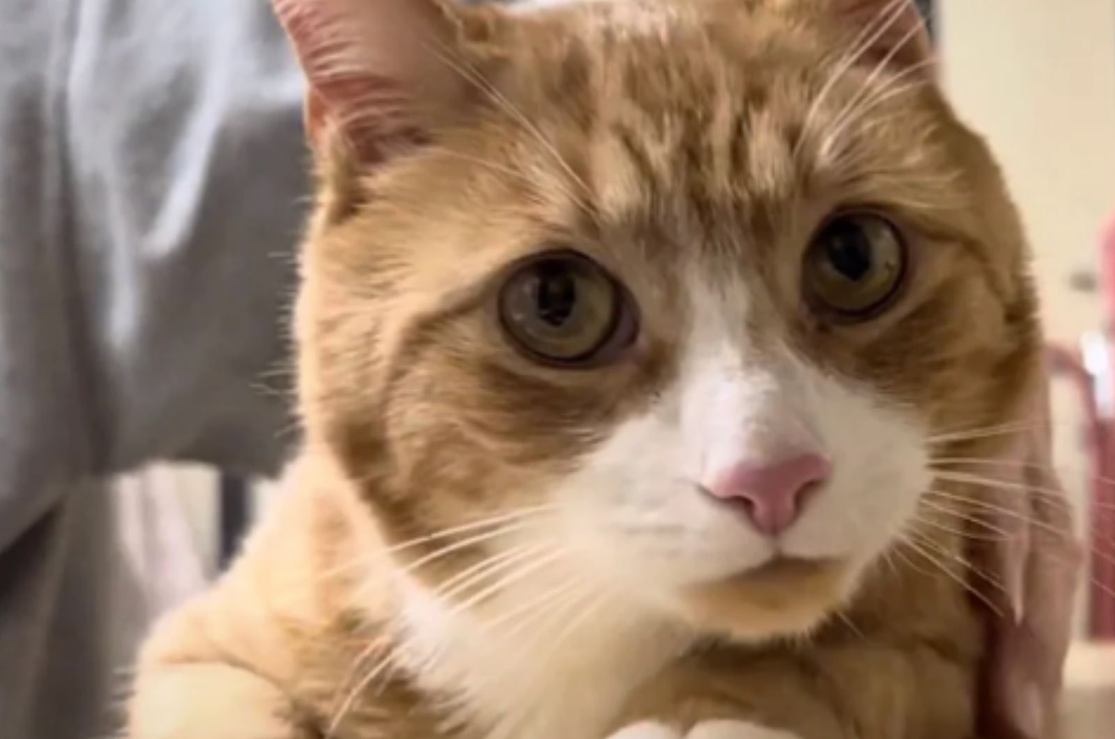 beautiful orange and white cat