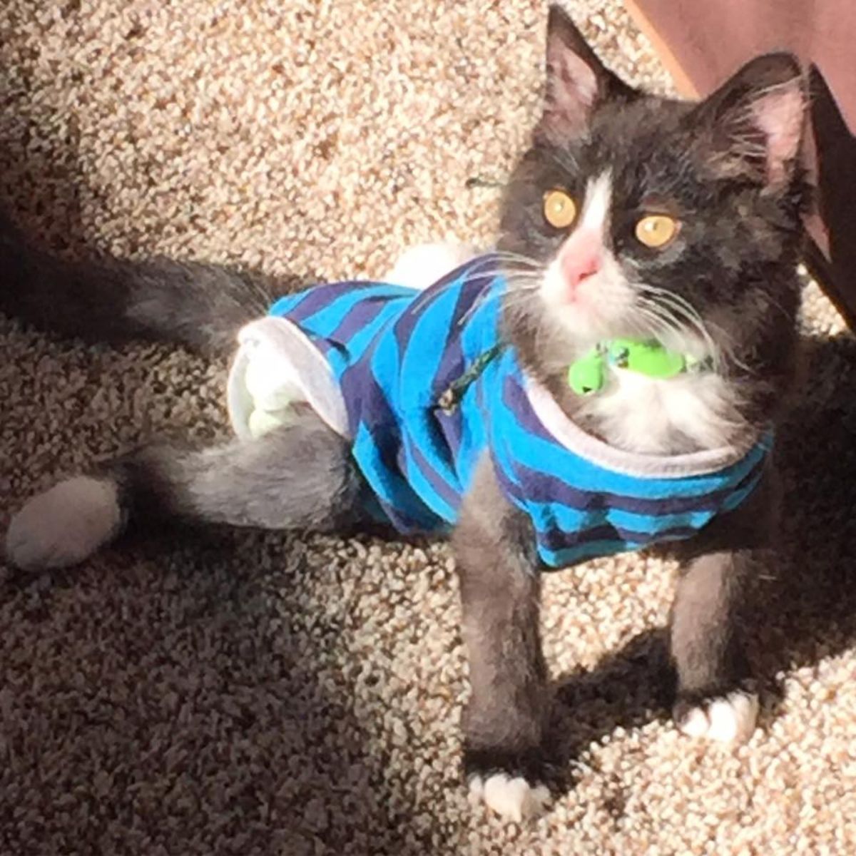 beautiful paralyzed kitten