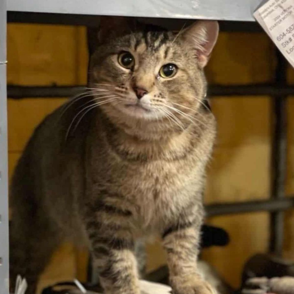 beautiful senior cat