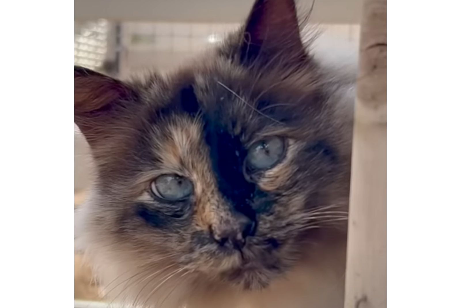 beautiful stray cat