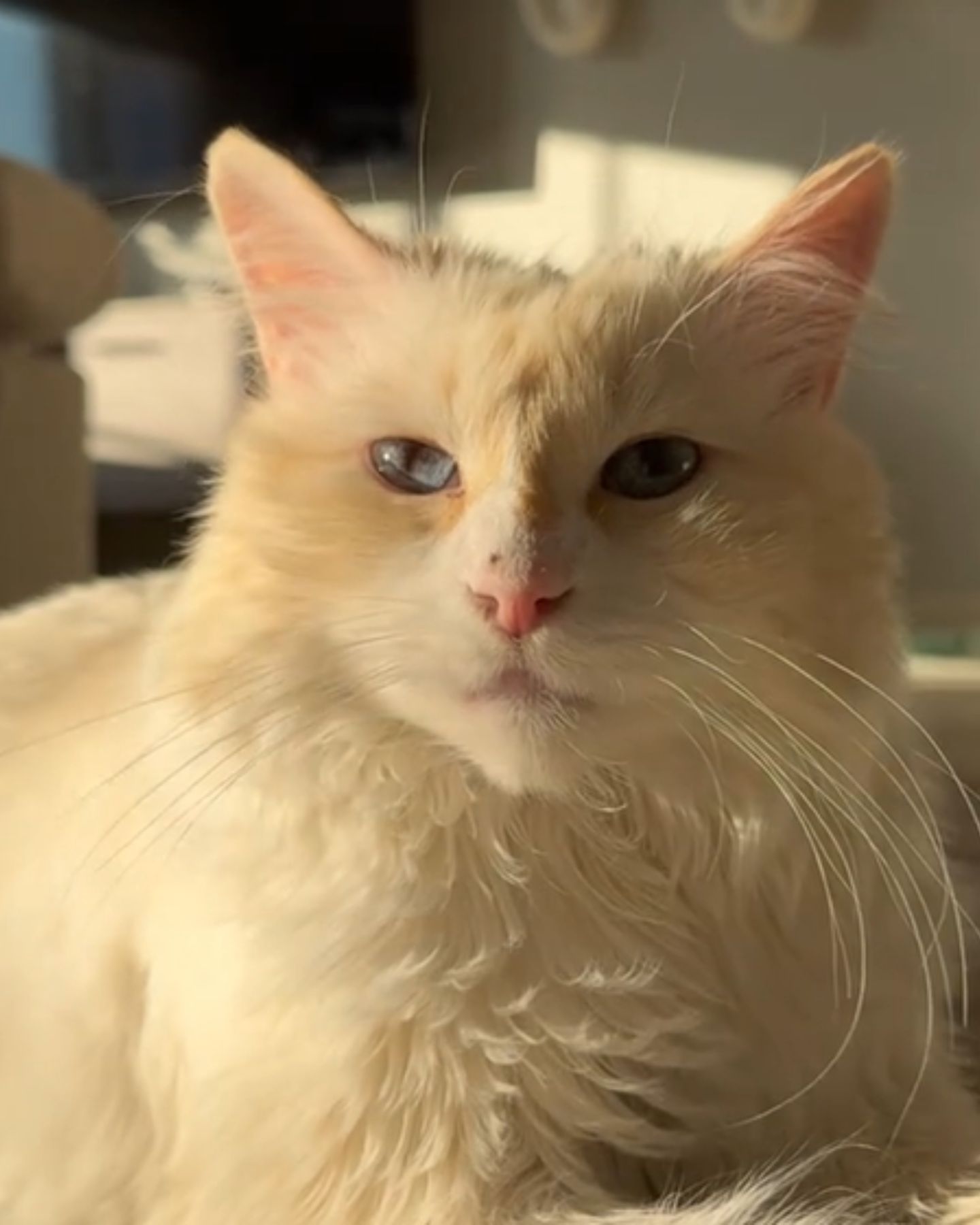 beautiful white cat