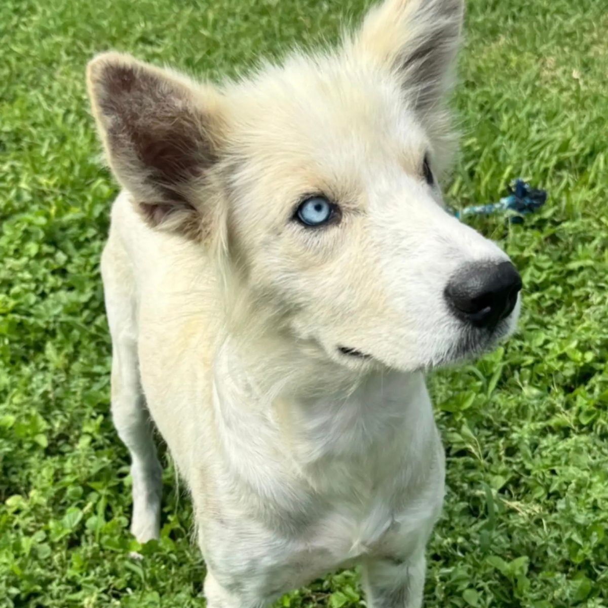beautiful white dog