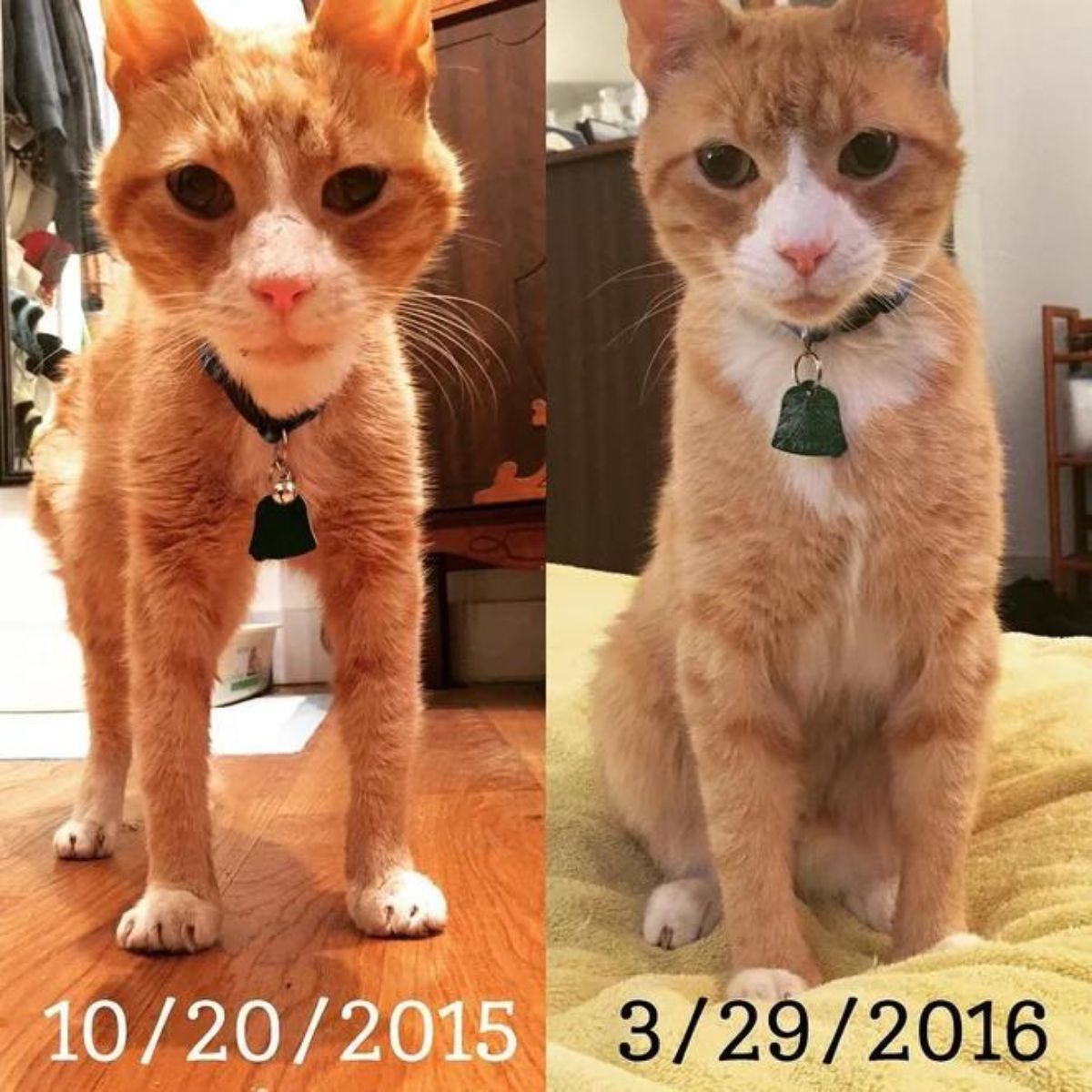 before and after photo of a cat