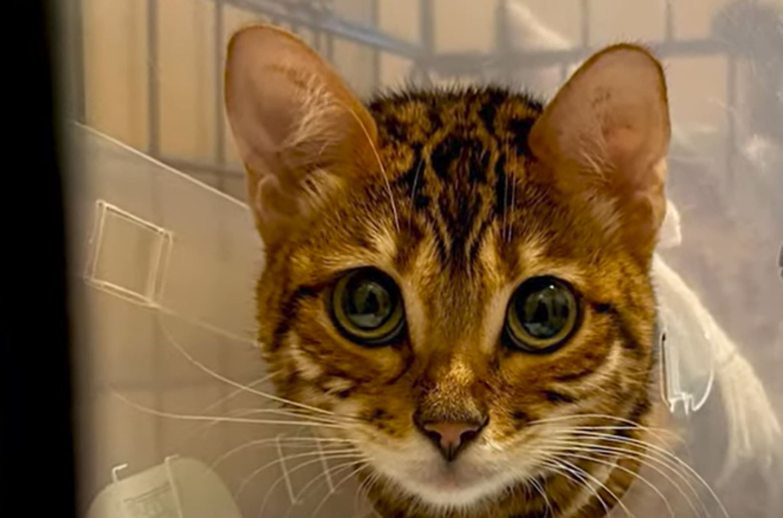 bengal cat