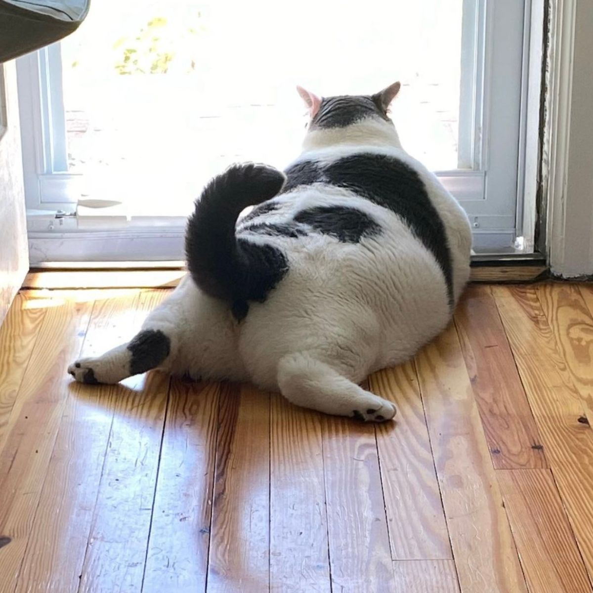 big cat lying by the door