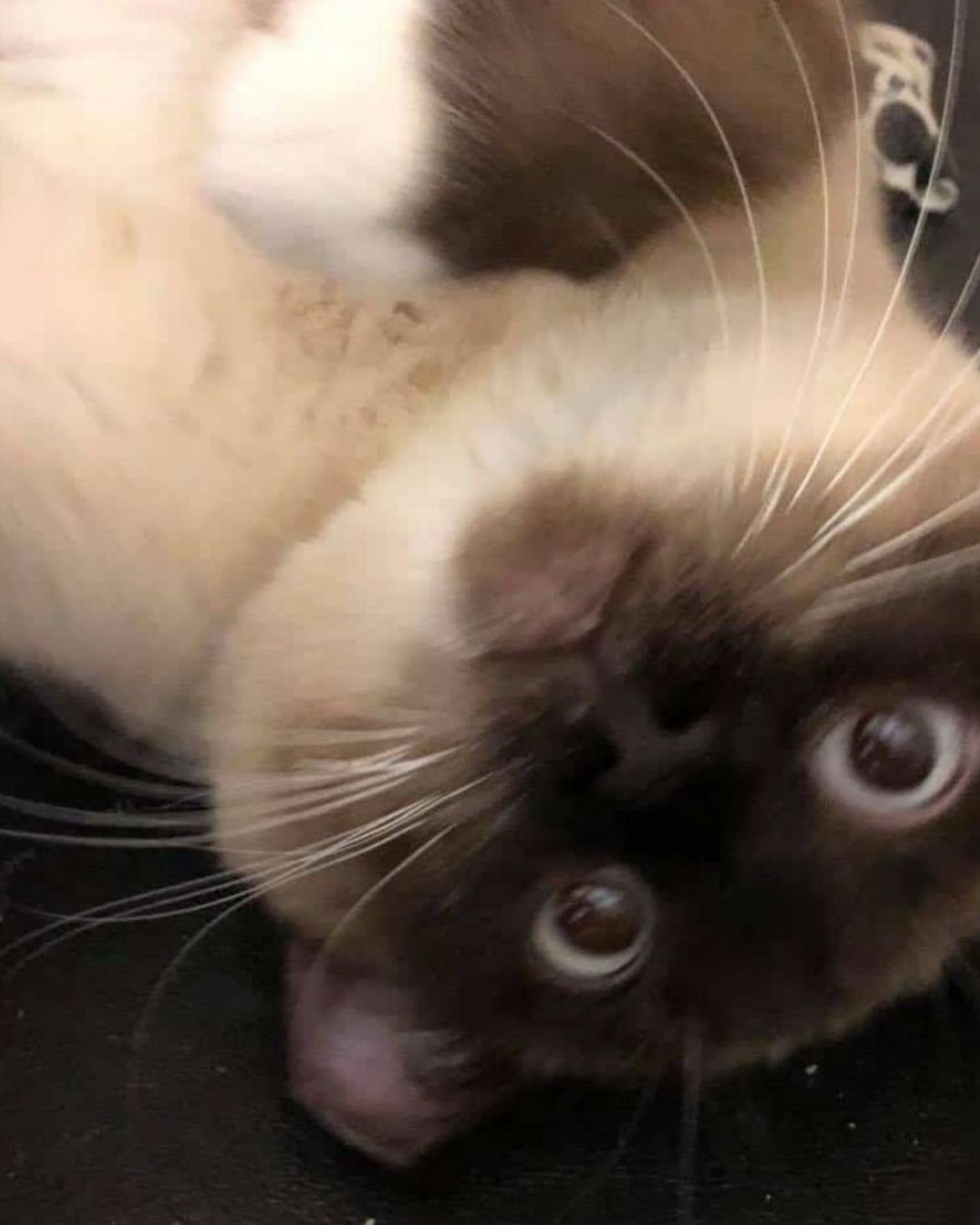 big scared cat eyes