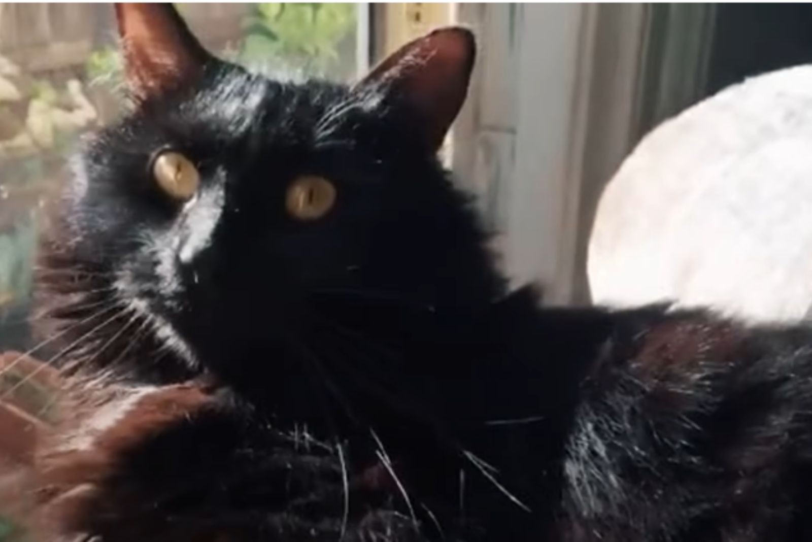 black adorable cat