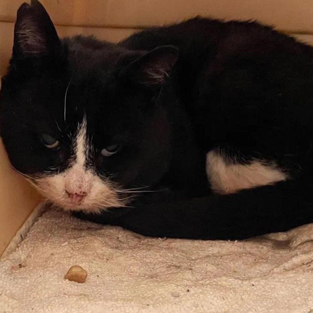 black and white adult cat