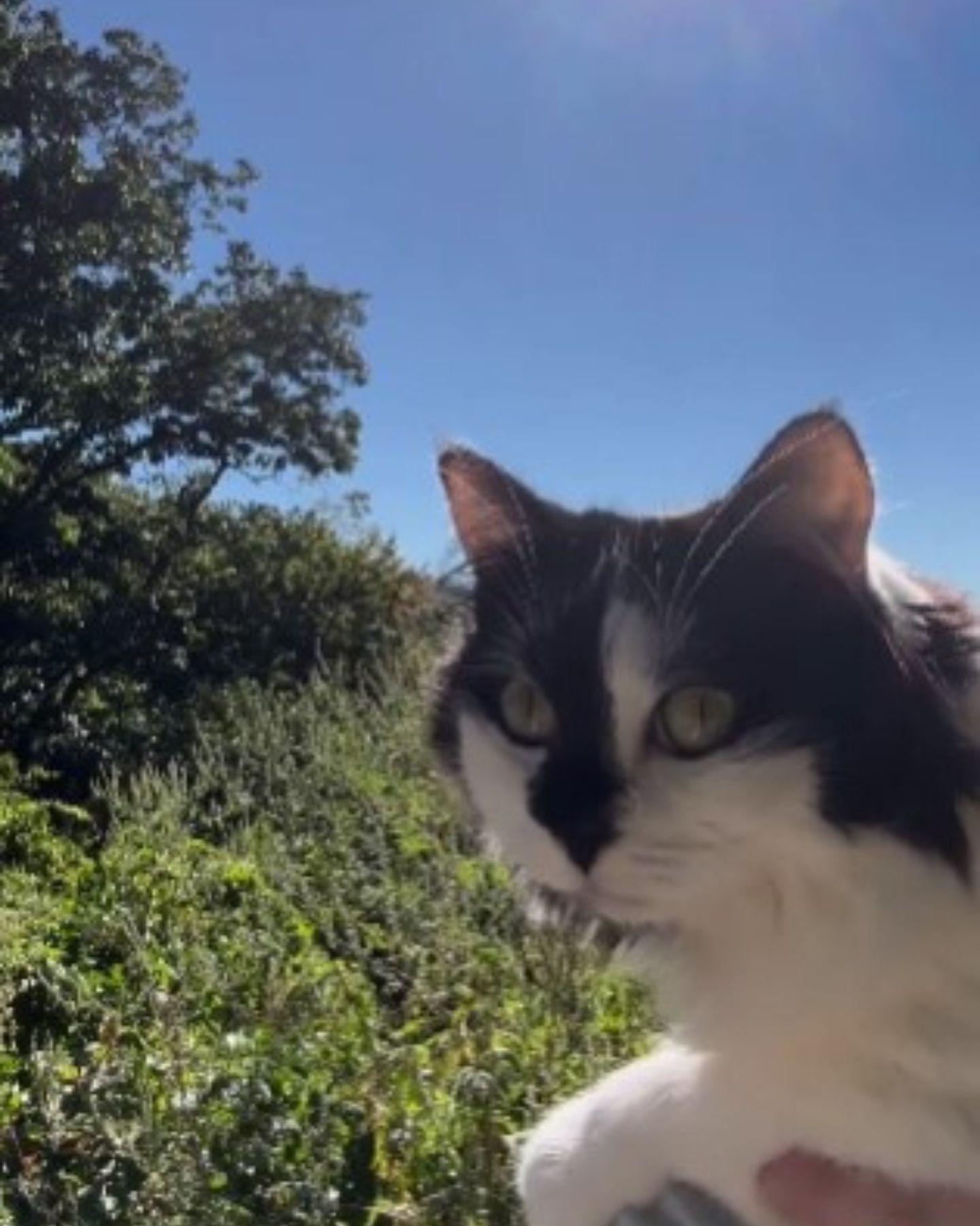 black and white cat