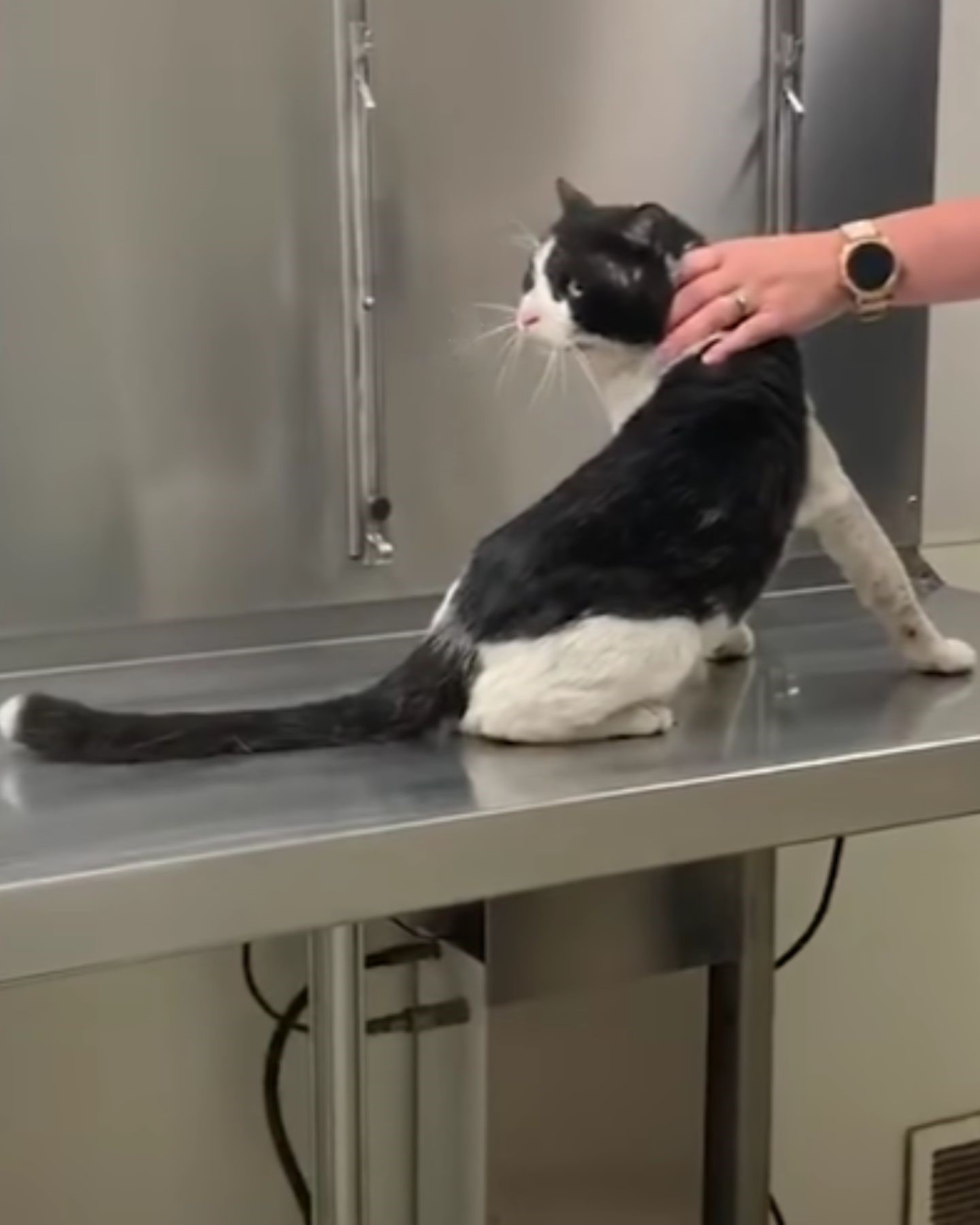 black and white cat