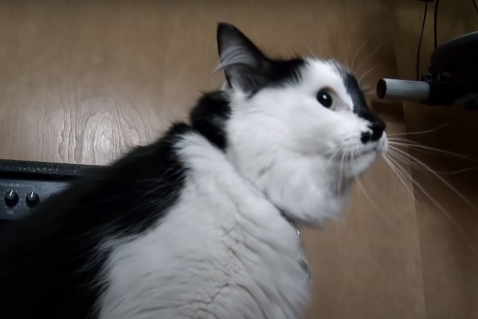 black and white cat