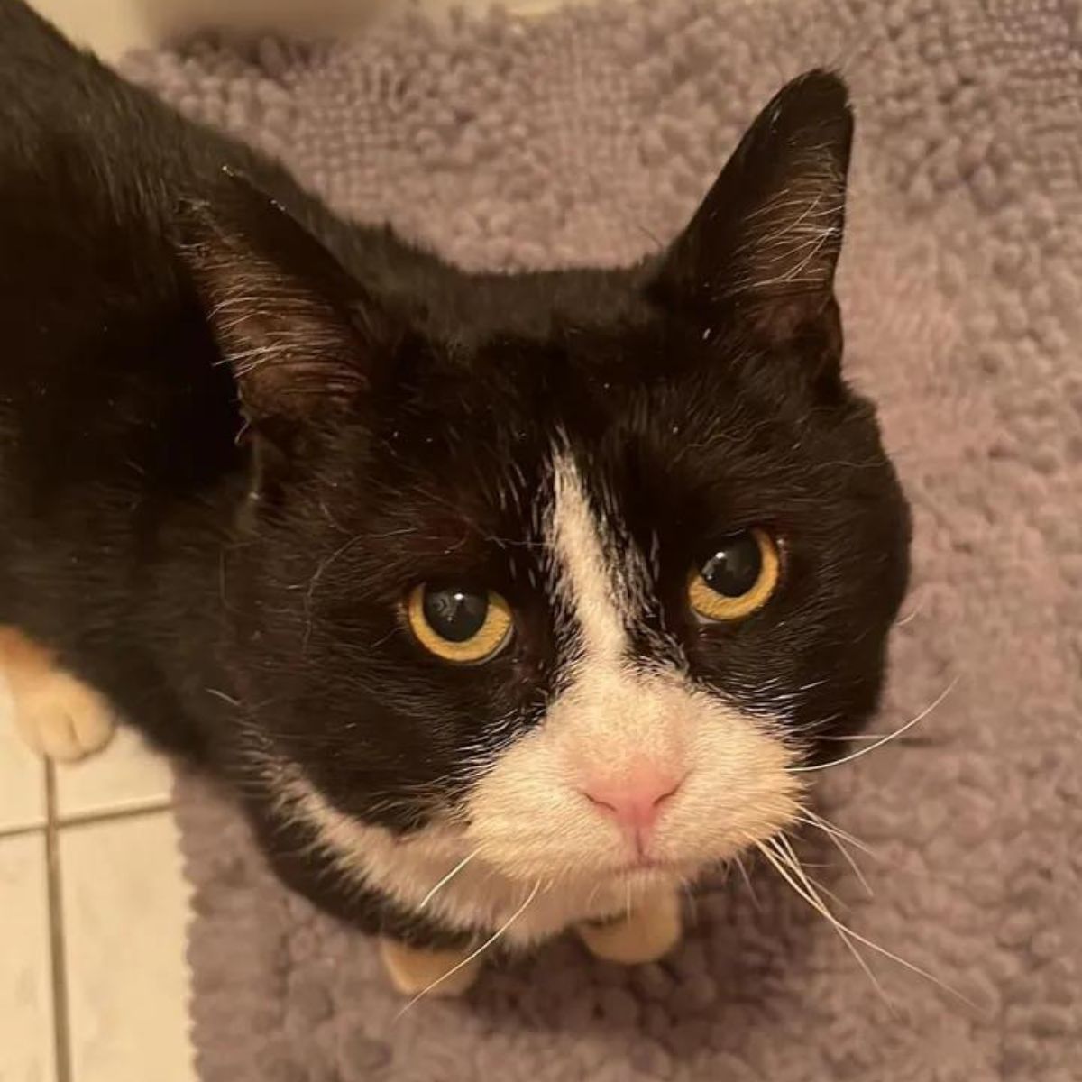 black and white cat looking towards the camera