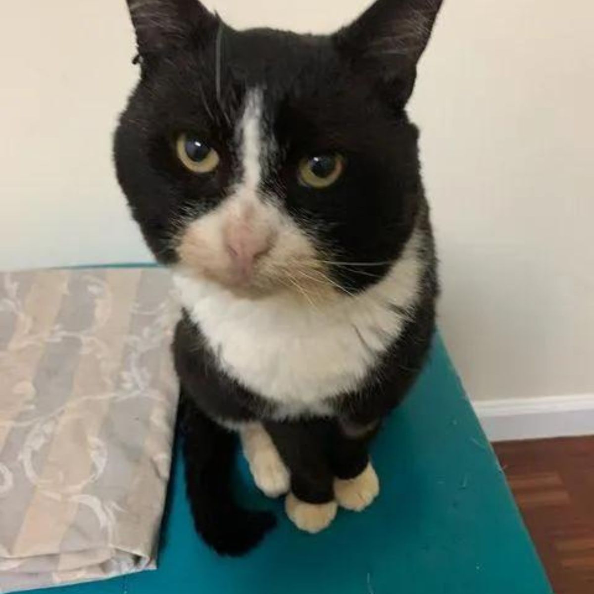 black and white cat with a serious face