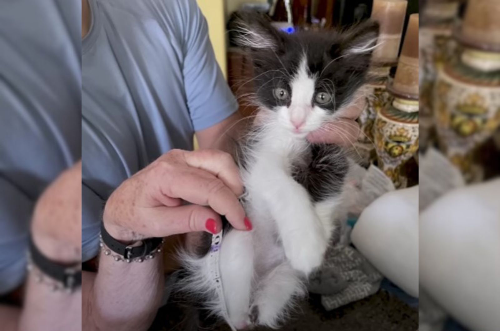 black and white fluffy kitten