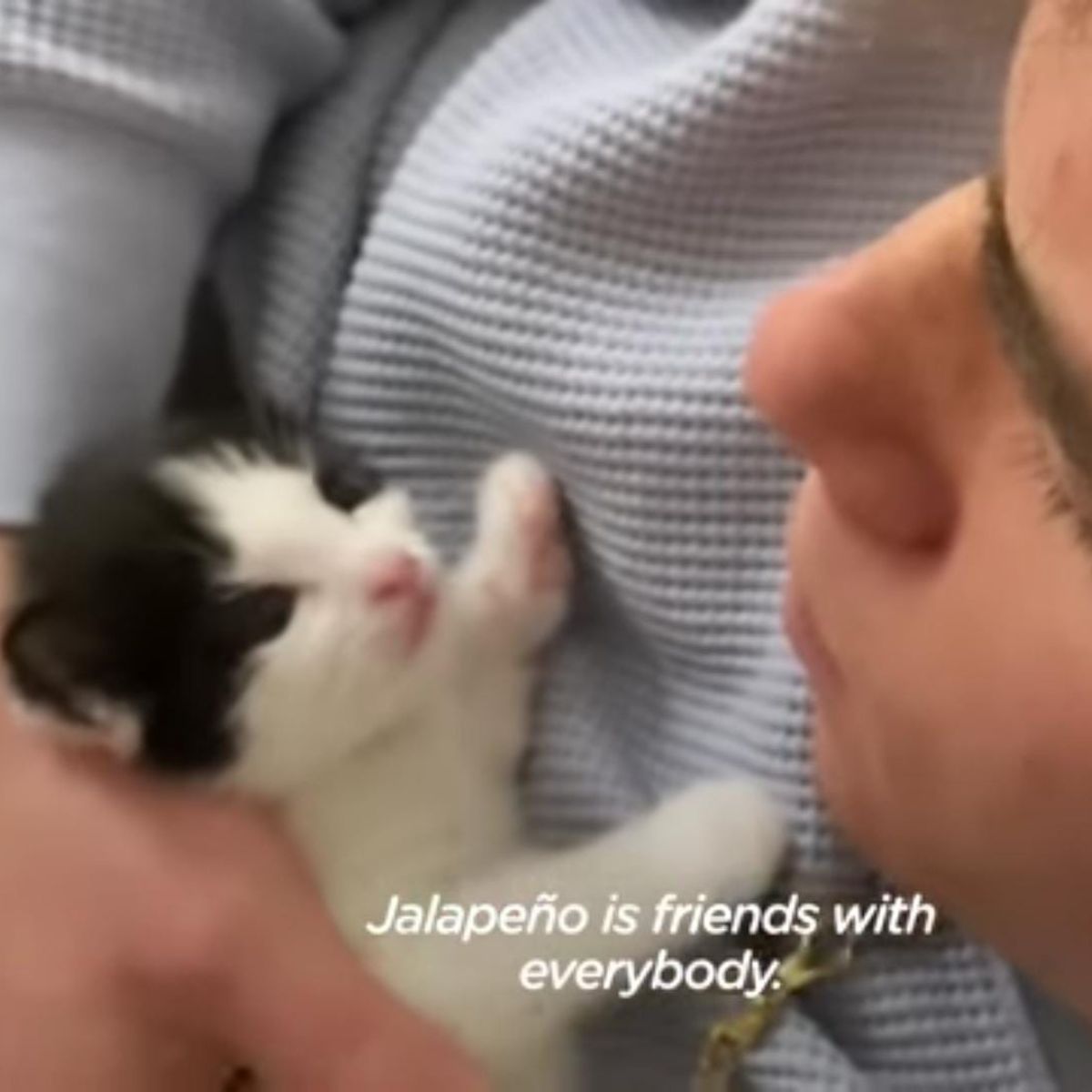 black and white kitten