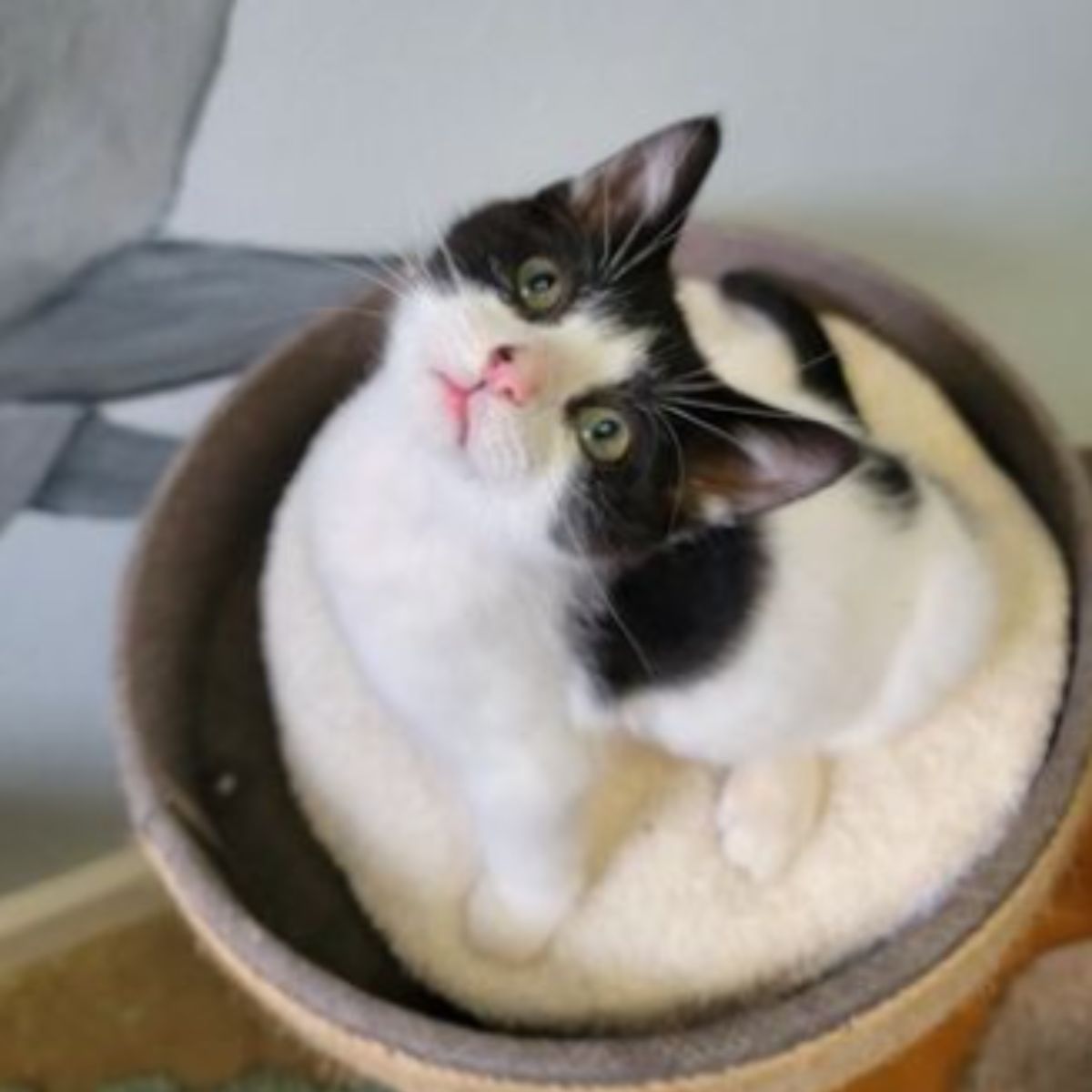 black and white kitten