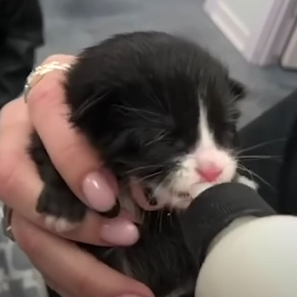 black and white kitten