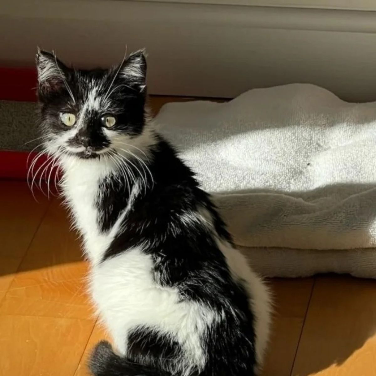 black and white rescued cat