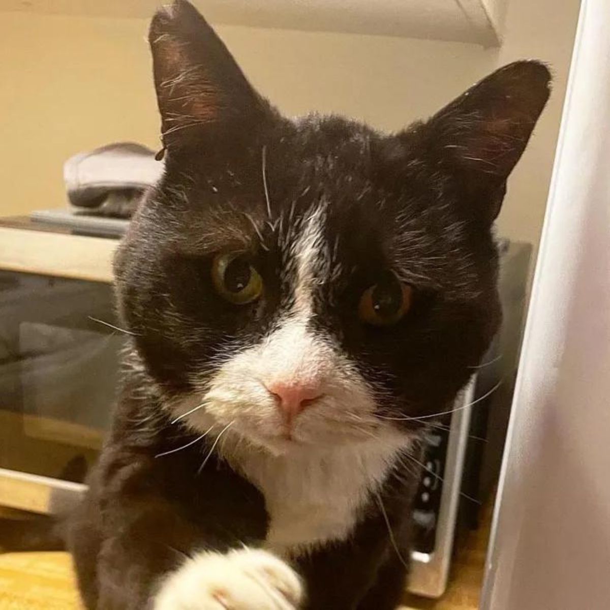 black and white senior cat