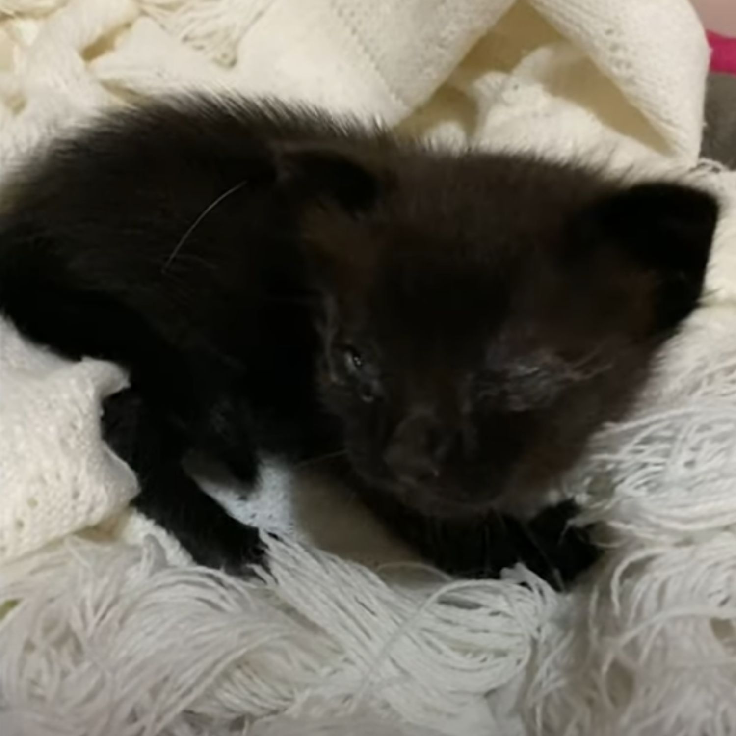 black blind cat