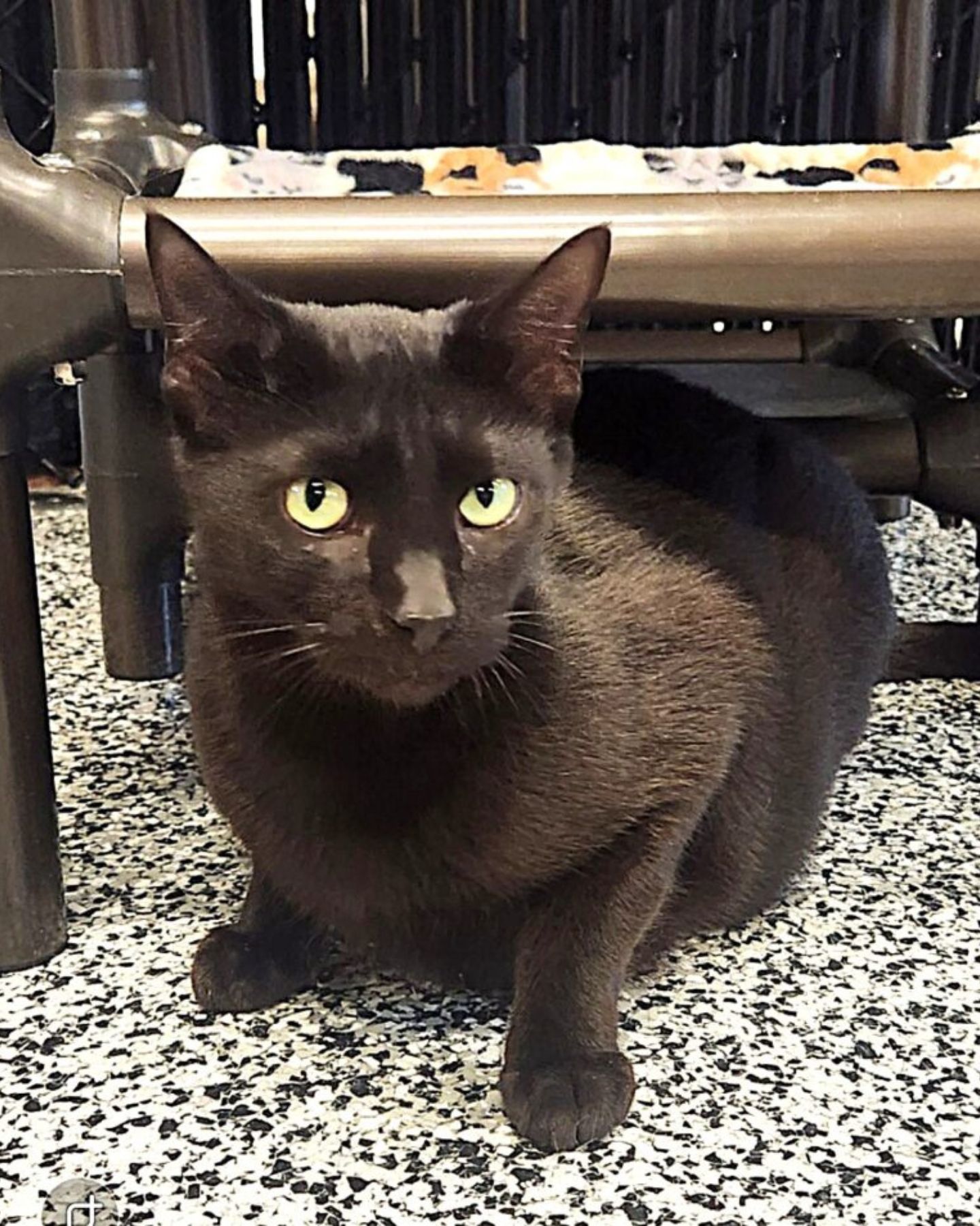 black cat