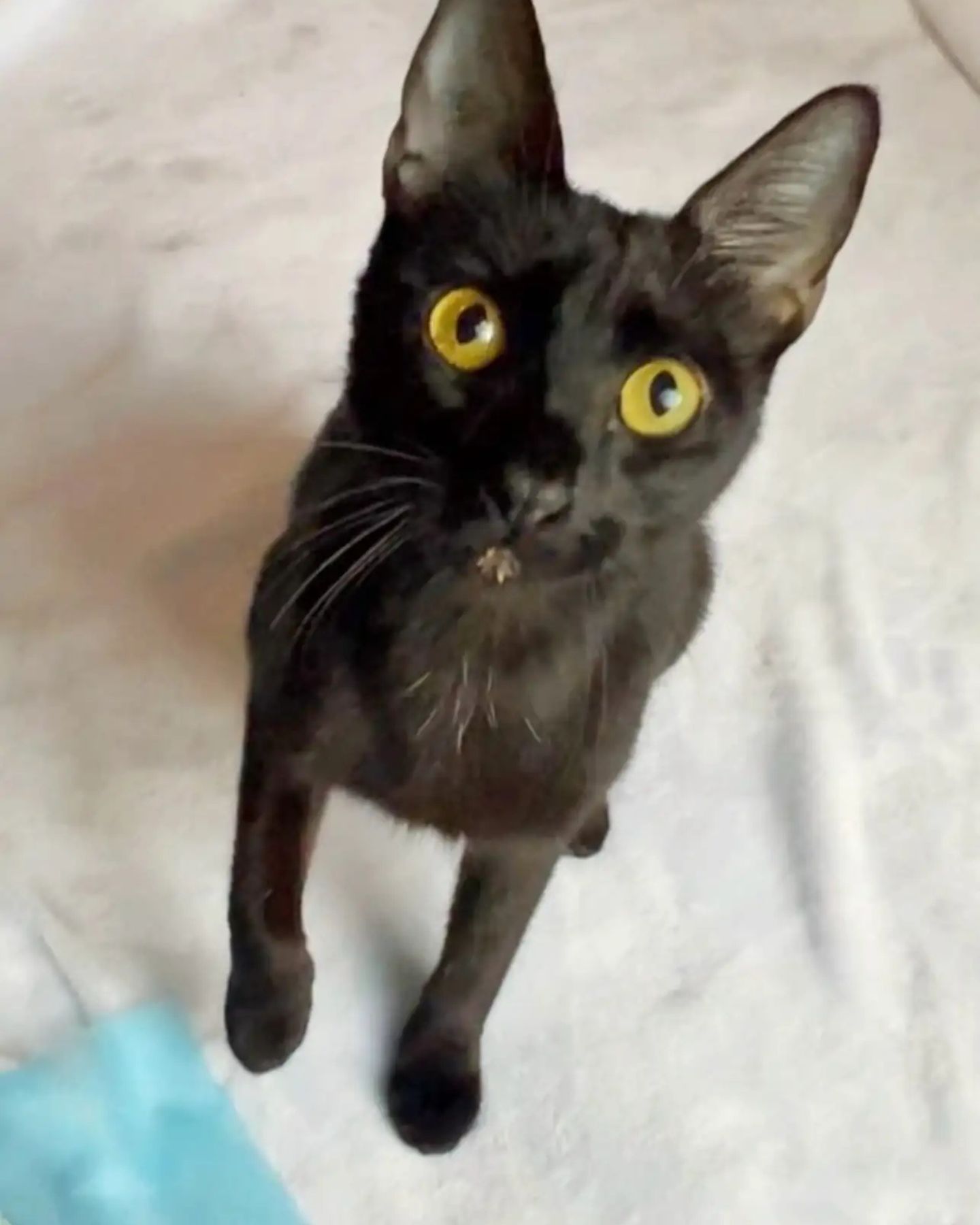 black cat