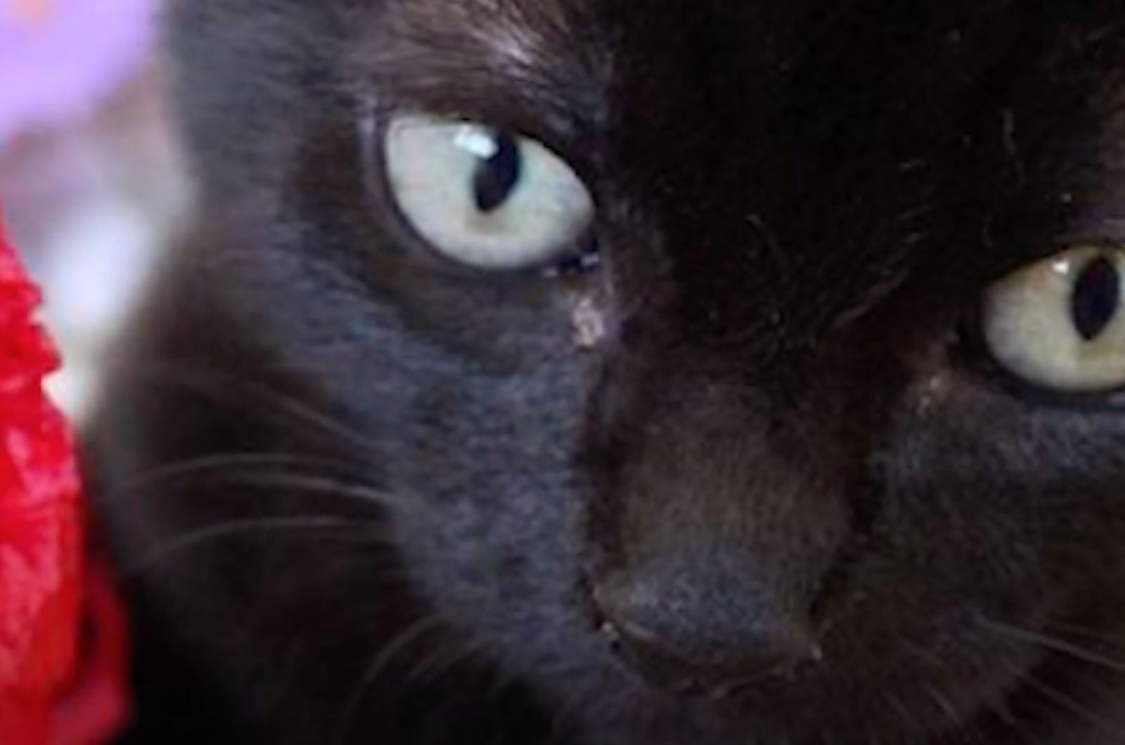 black cat close up