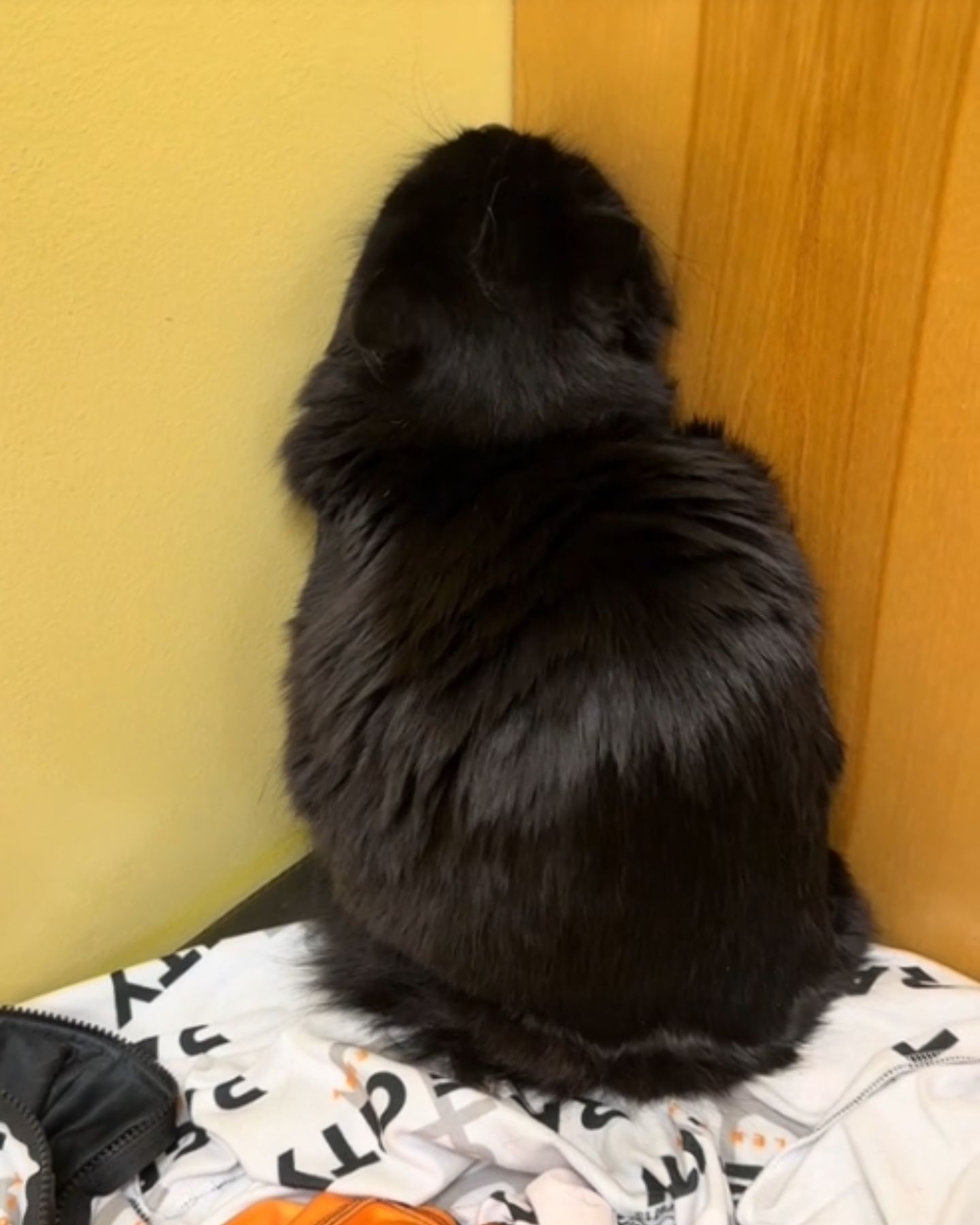 black cat hiding in a corner
