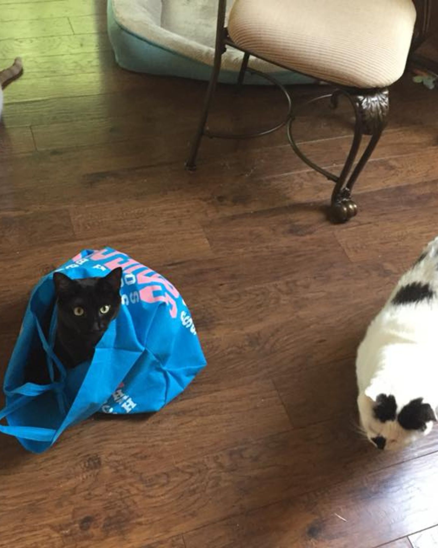black cat in a bag