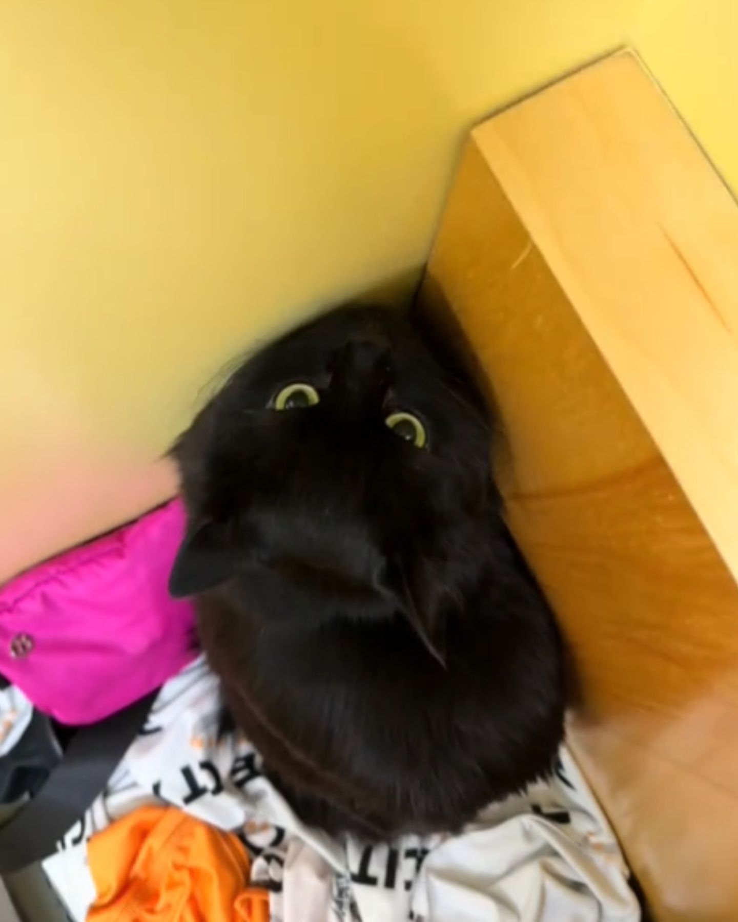 black cat in a corner