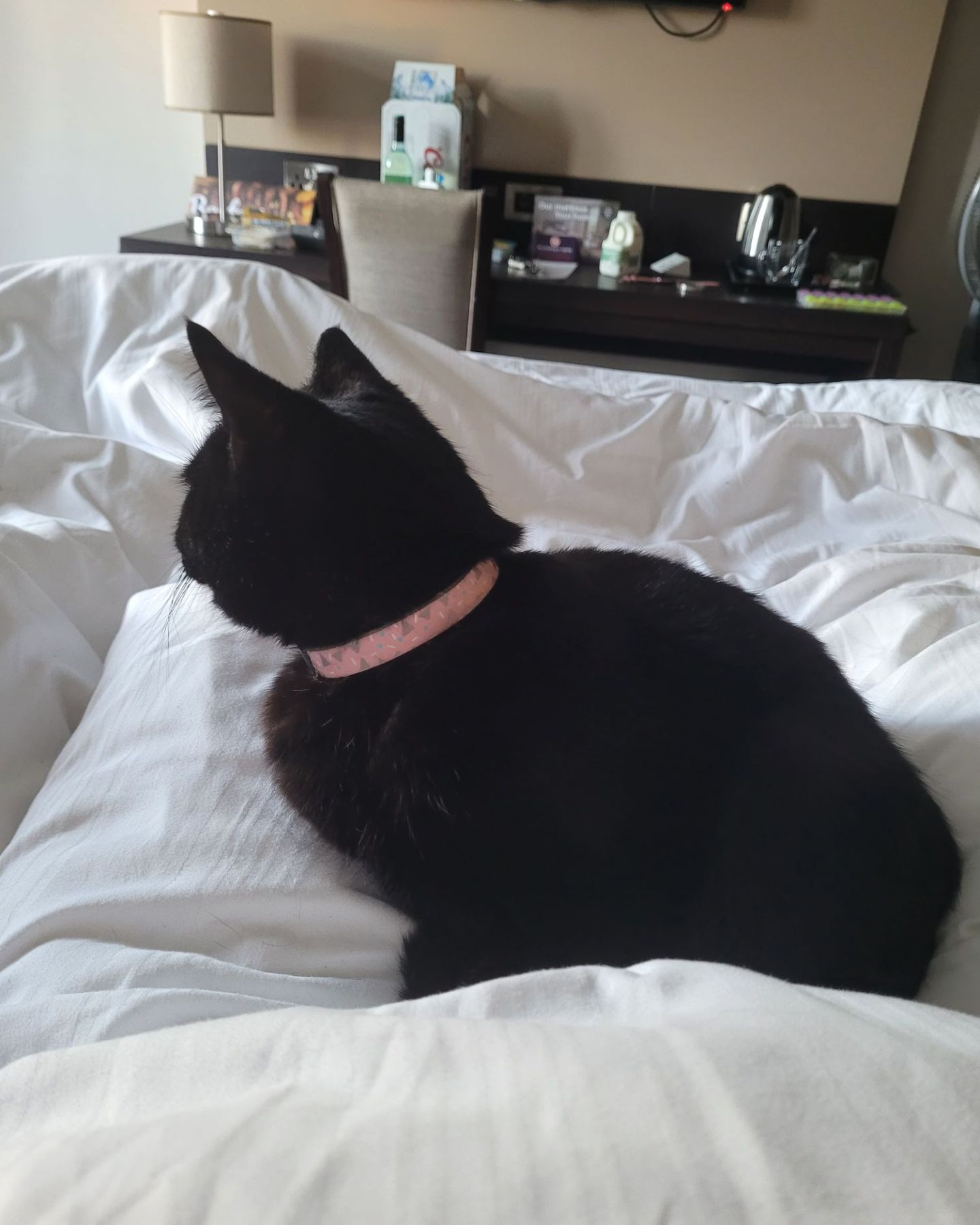 black cat in bed