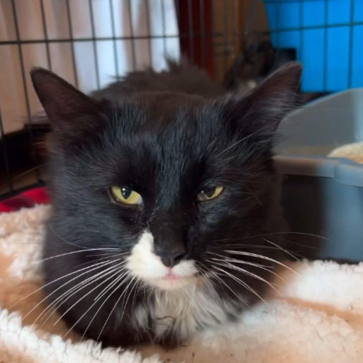 black cat with a white muzzle