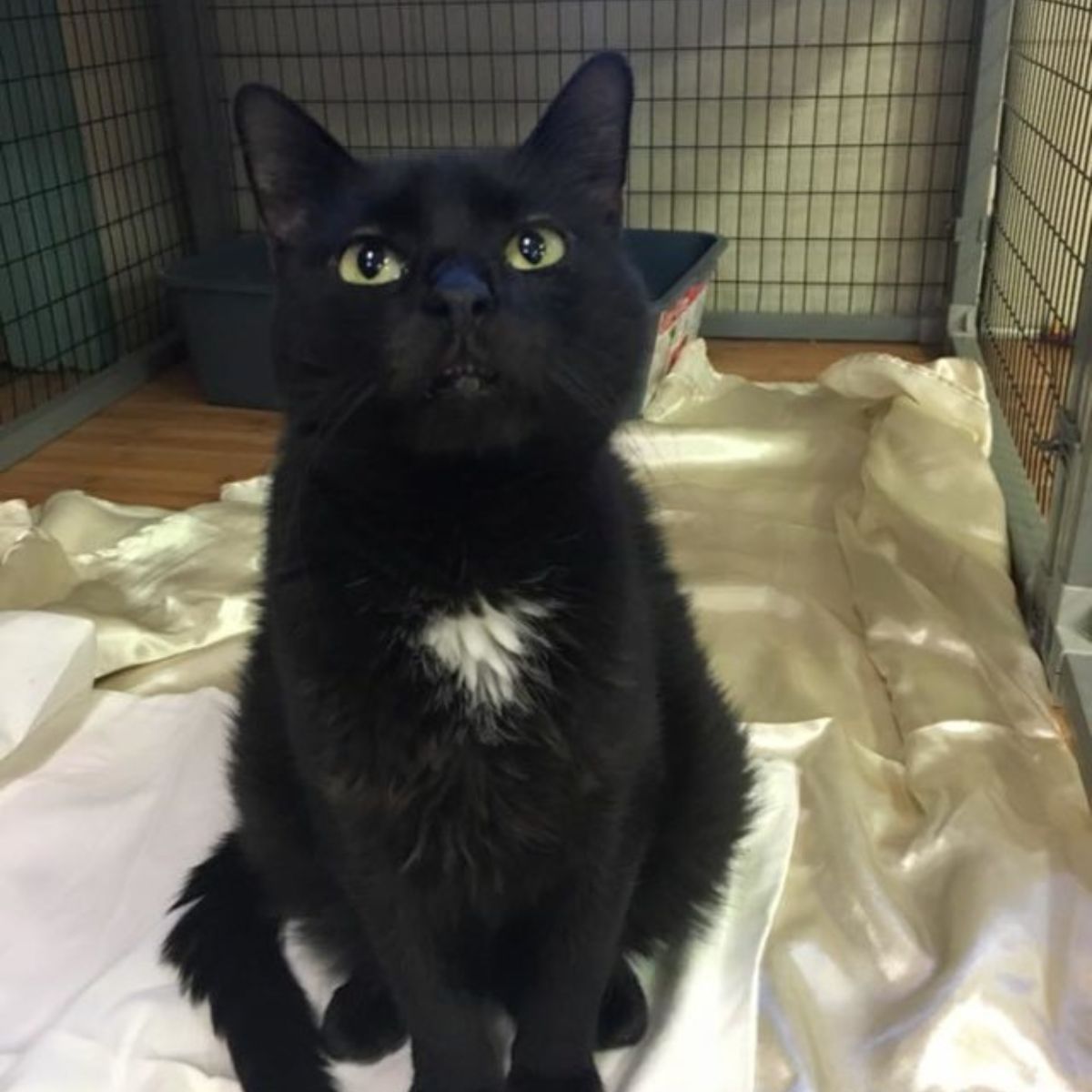 black cat with white under the neck