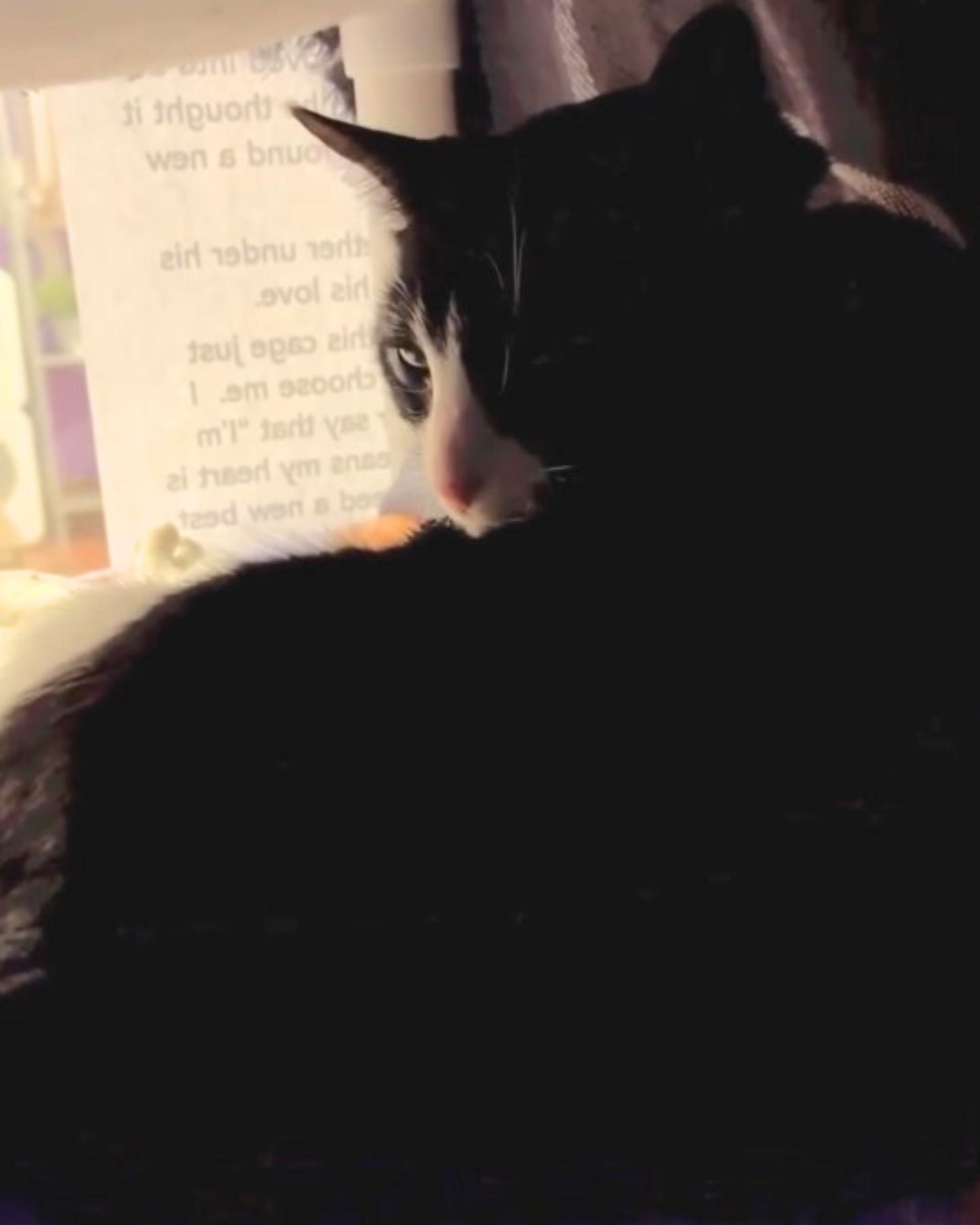 black cat