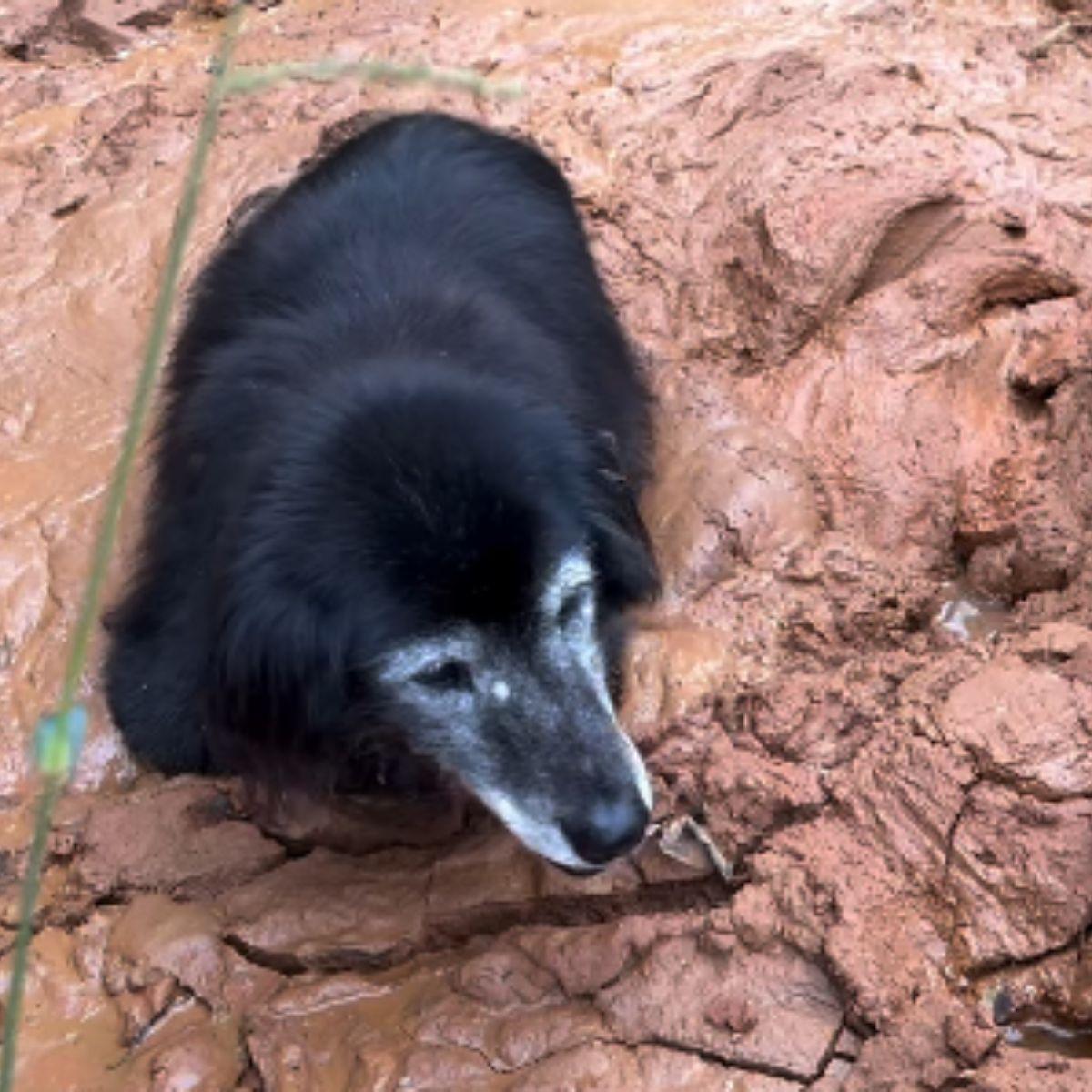 black dog half in the mud