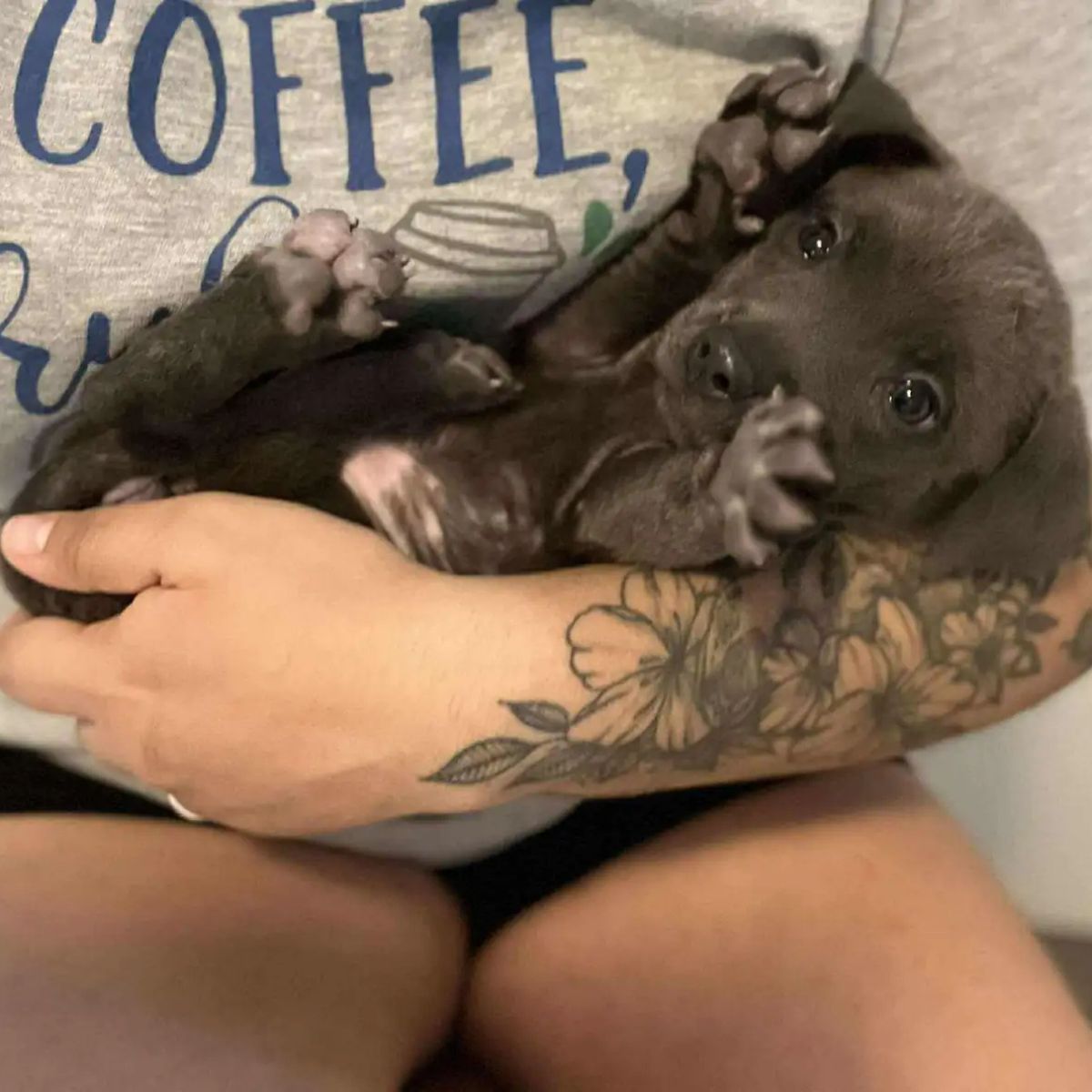 black dog in the hands of a man