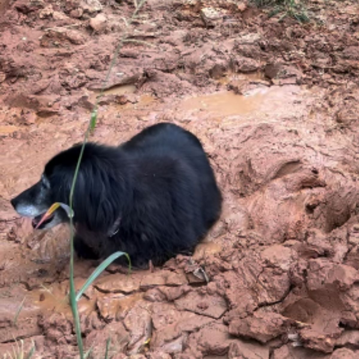 black dog lies in the mud