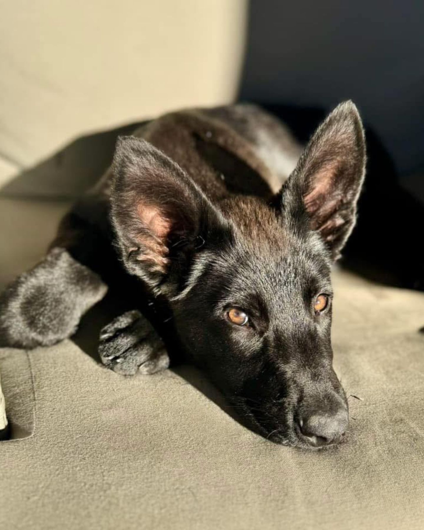 black dog lying