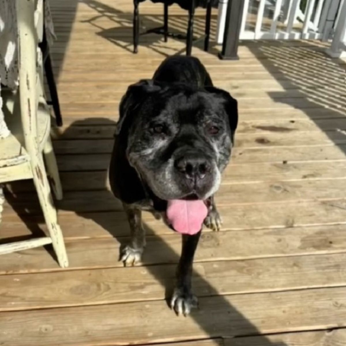black dog with tongue out