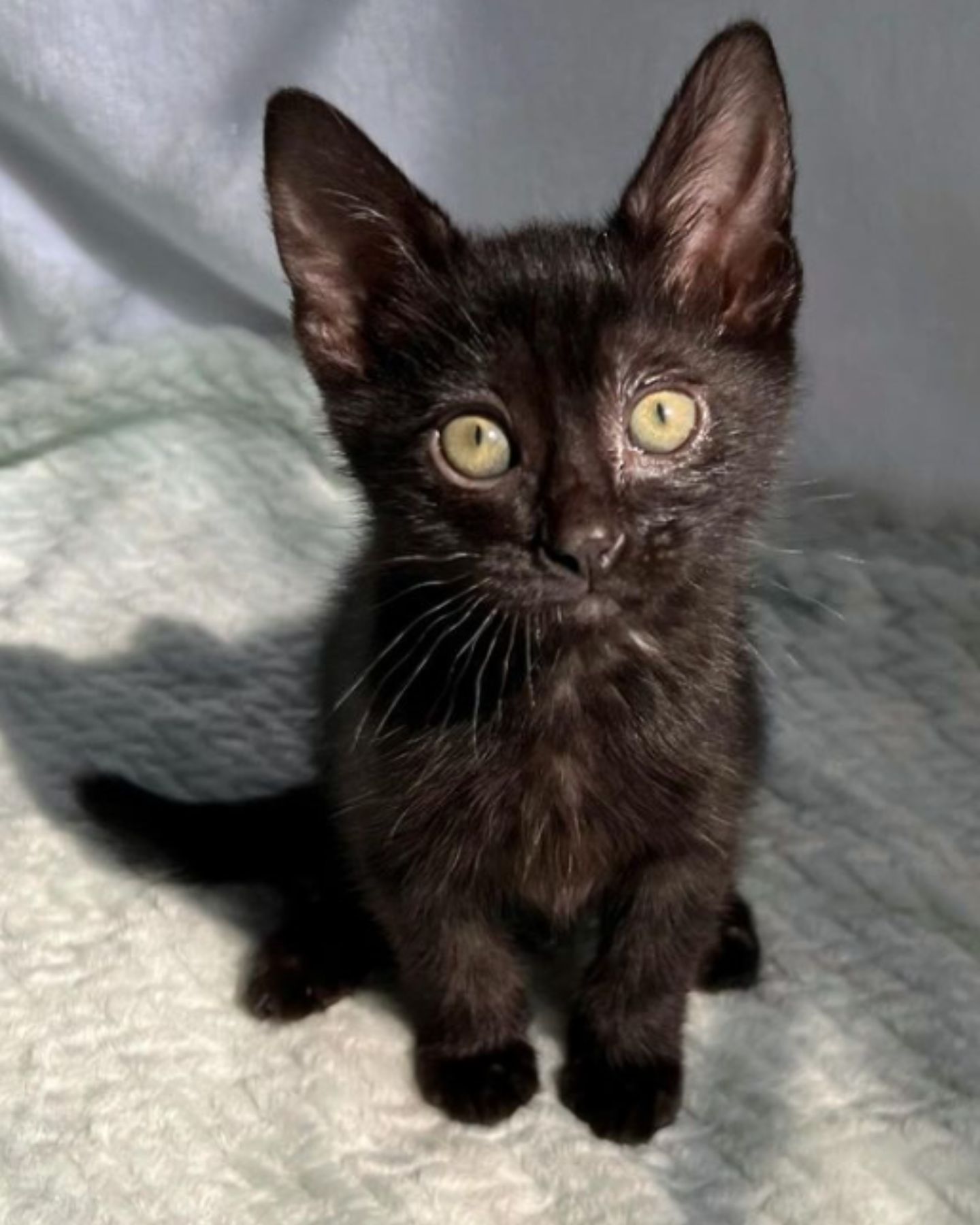black kitten sitting