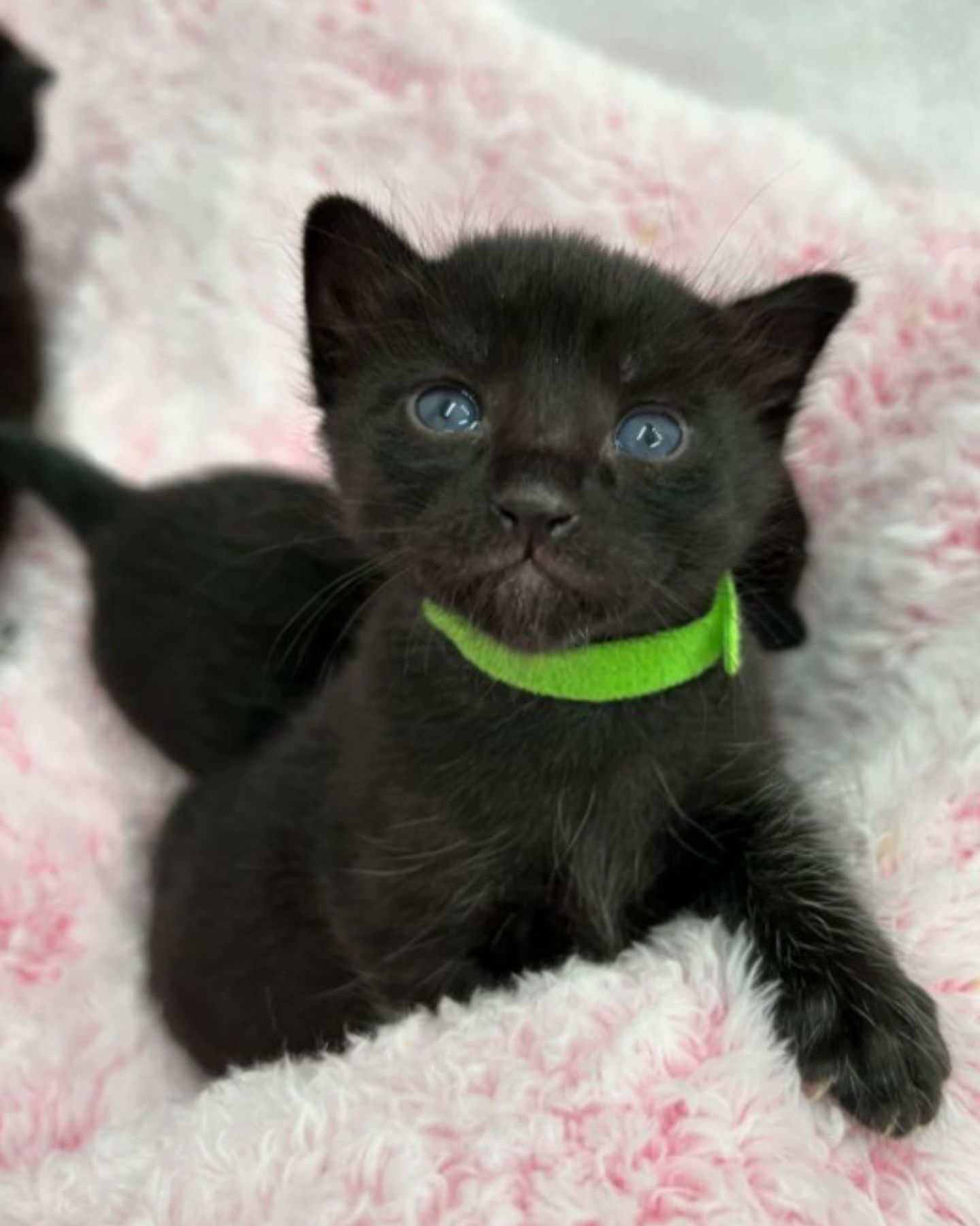 black kitten with a green collar