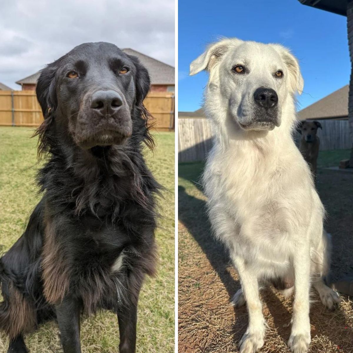 black labrador and white labrador